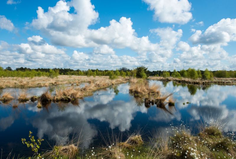 Hahnenmoor, Herzlake