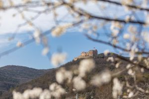 Neustadt (Weinstraße)