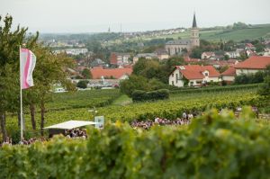 Bodenheimer Weinlehrpfad © Rheinhessenwein e.V. / Martin Kämper Bodenheimer Weinlehrpfad