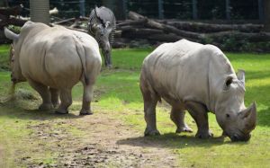 Schweriner Zoo © Zoo Schwerin Schweriner Zoo