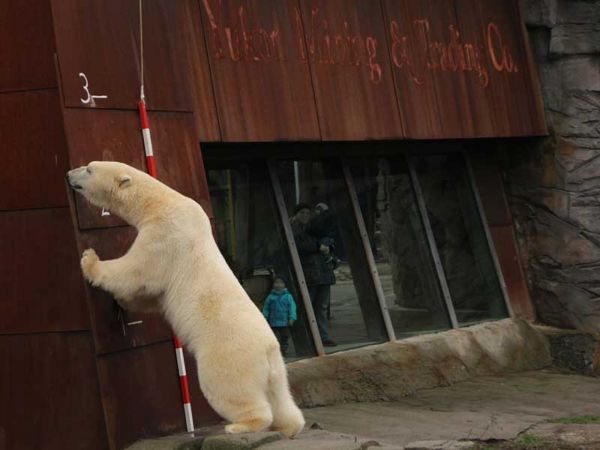 Eisbär Nanuq