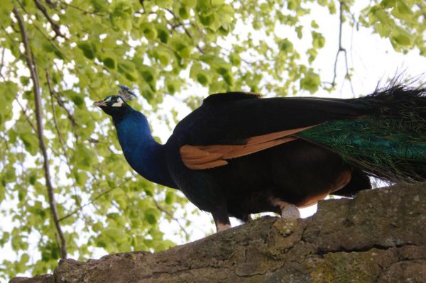 Pfau auf dem Gelände vom Schloss Eisenbach