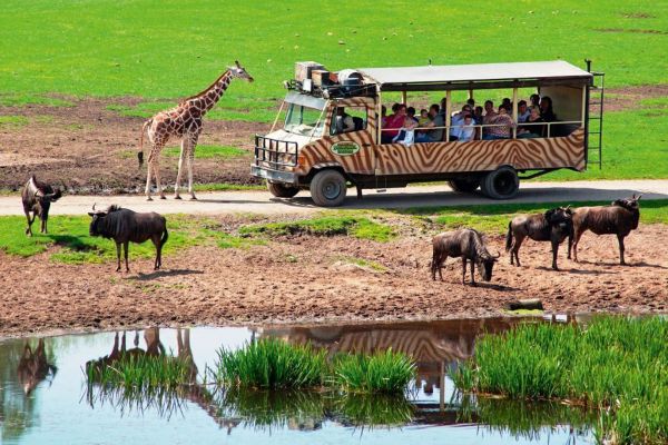 Giraffen und Gnus bei der Dschungel-Safari im Serengeti
<br>Park