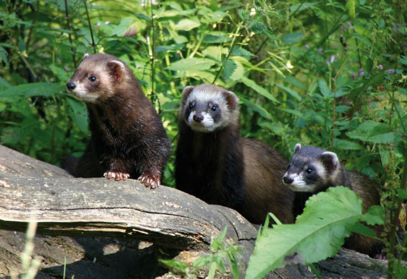 Otter-Zentrum, Hankensbüttel