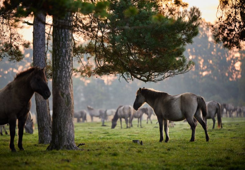 Wildpferde Merfelder Bruch, Dülmen