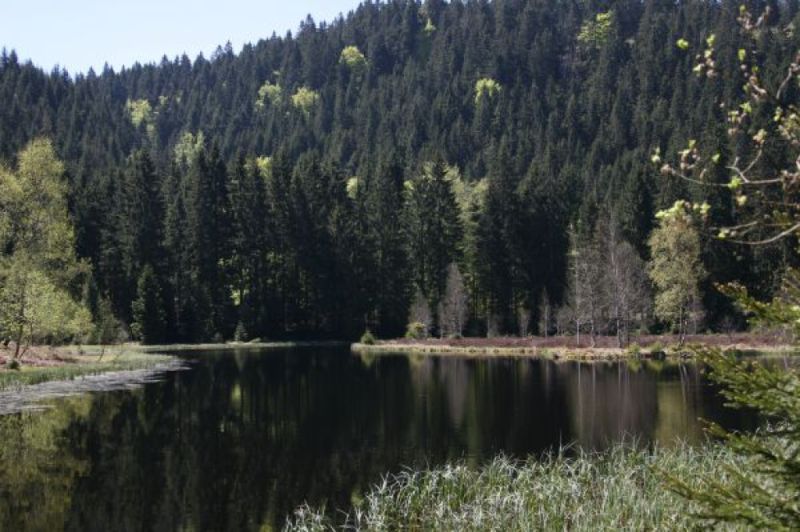 Ellbachsee, Baiersbronn