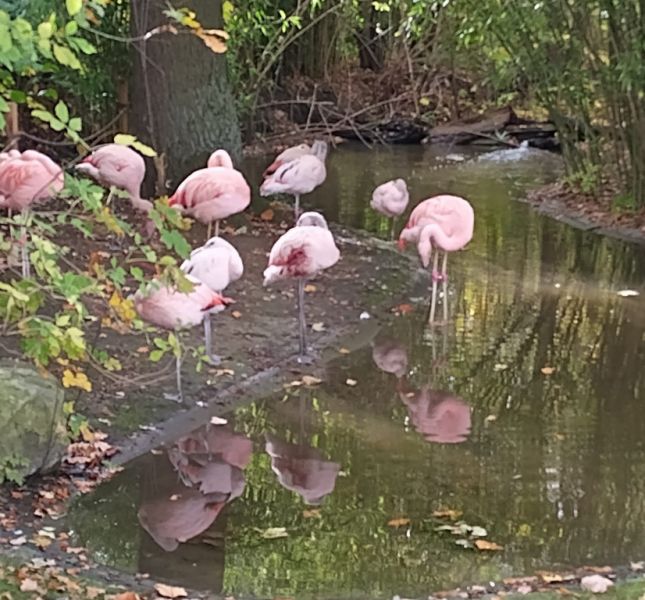 Tierpark, Hamm