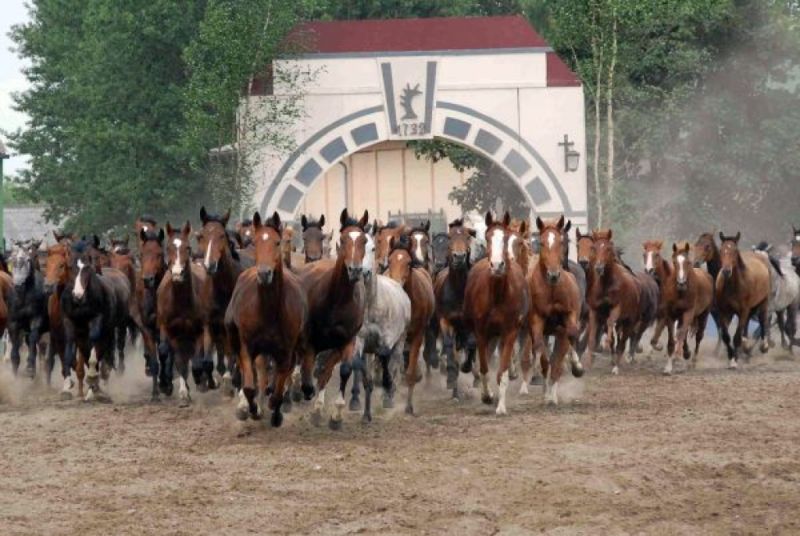 Gestüt Ganschow, Gutow