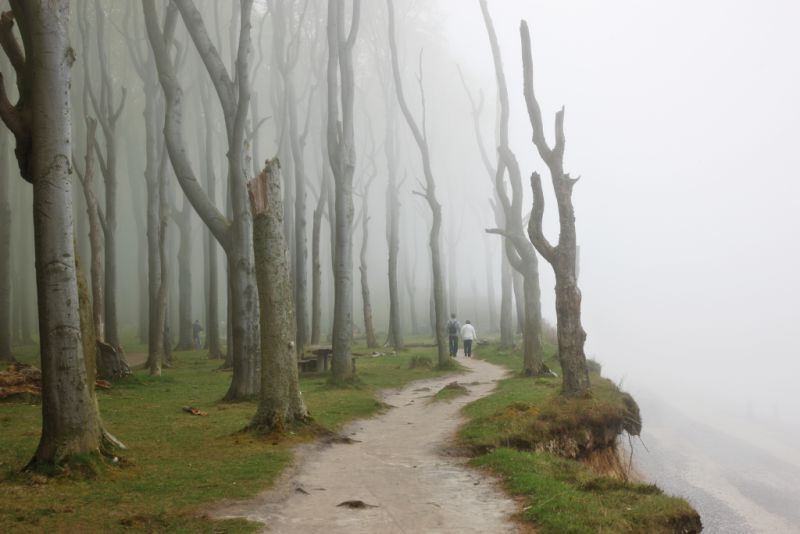 Gespensterwald, Ostseebad Nienhagen