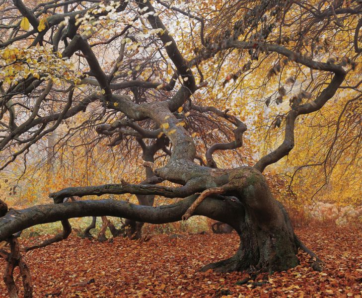 Hexenwald Semper Heide, Lietzow