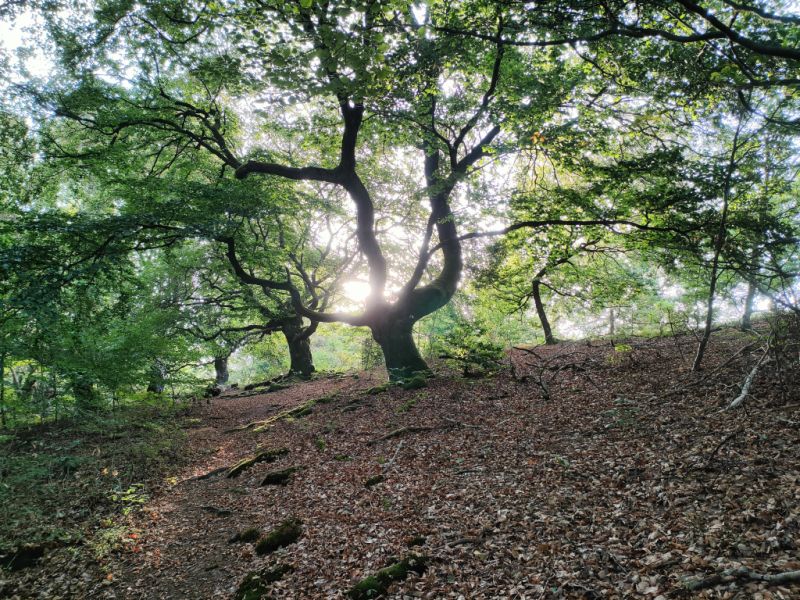 Hutewald Halloh, Bad Wildungen