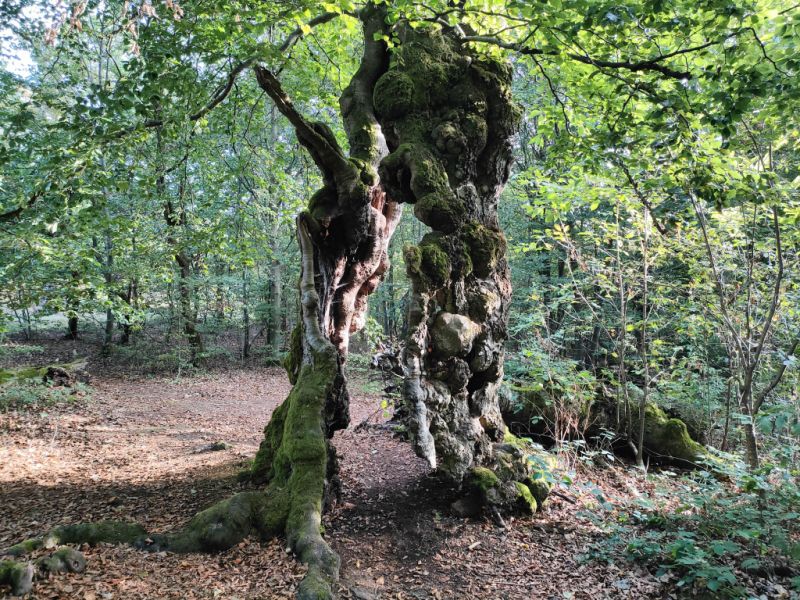 Zerklüftete Buche