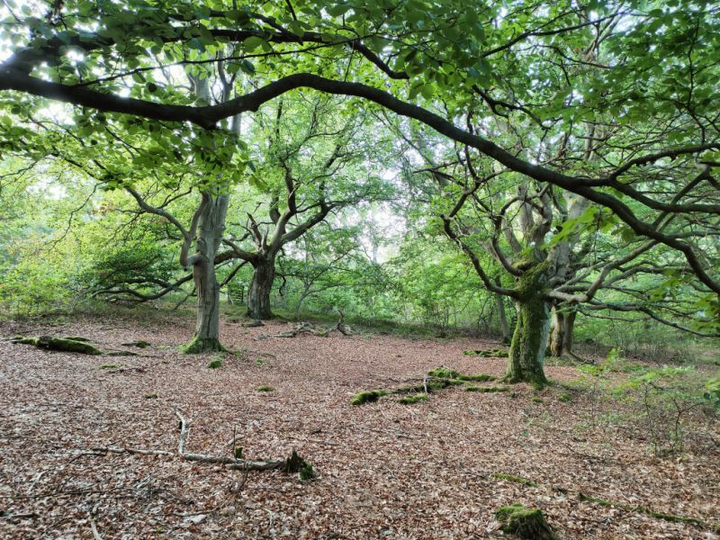 Hutewald Halloh