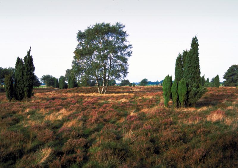 Itterbecker Heide, Itterbeck