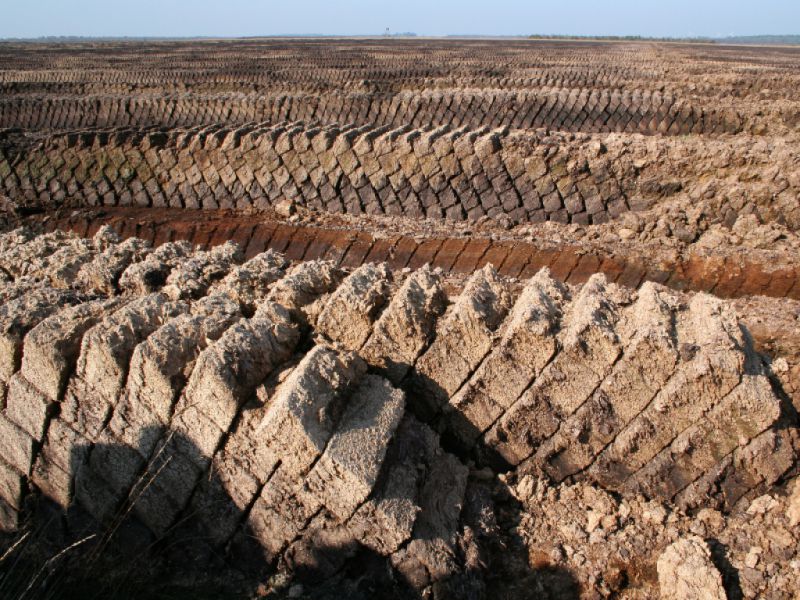 Moorlandschaft Großes Moor, Uchte