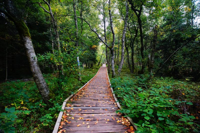Rotes Moor, Gersfeld