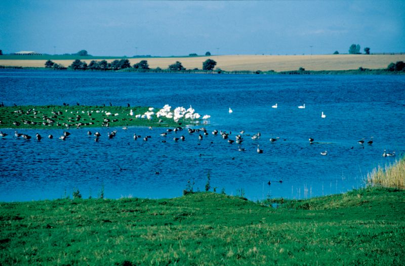 Salzwiesen, Insel Poel