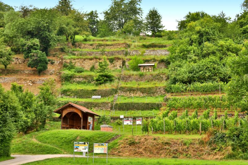 Schauweinberg, Hardthausen