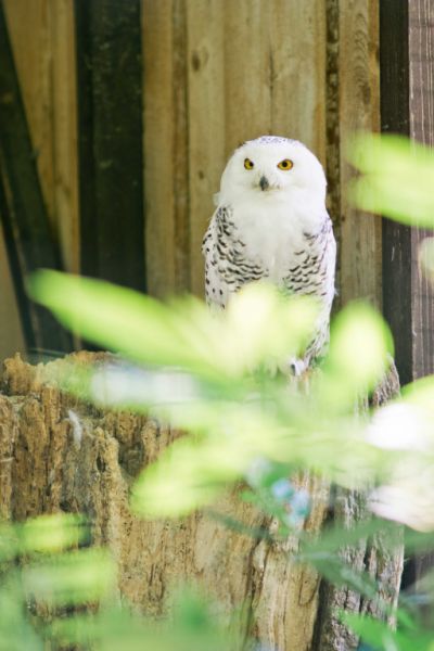 Tierpark Irgenöd, Ortenburg