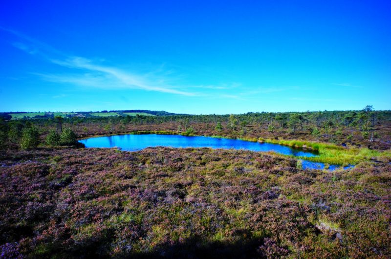 Moorauge Schwarzes Moor