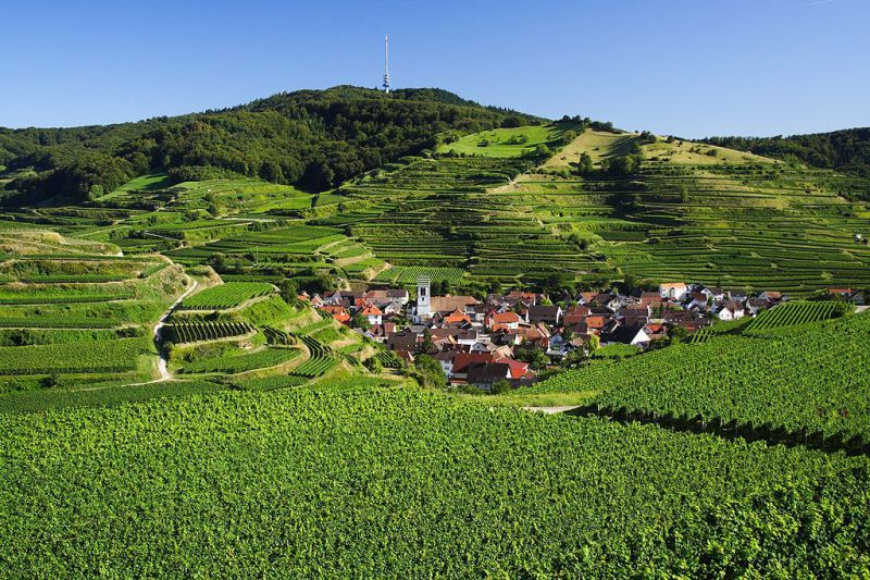 Totenkopf, Vogtsburg