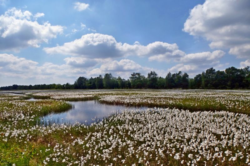 Moorlandschaft, Ostrhauderfehn