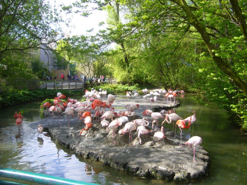 Flamingos Eingang Hellabrunn