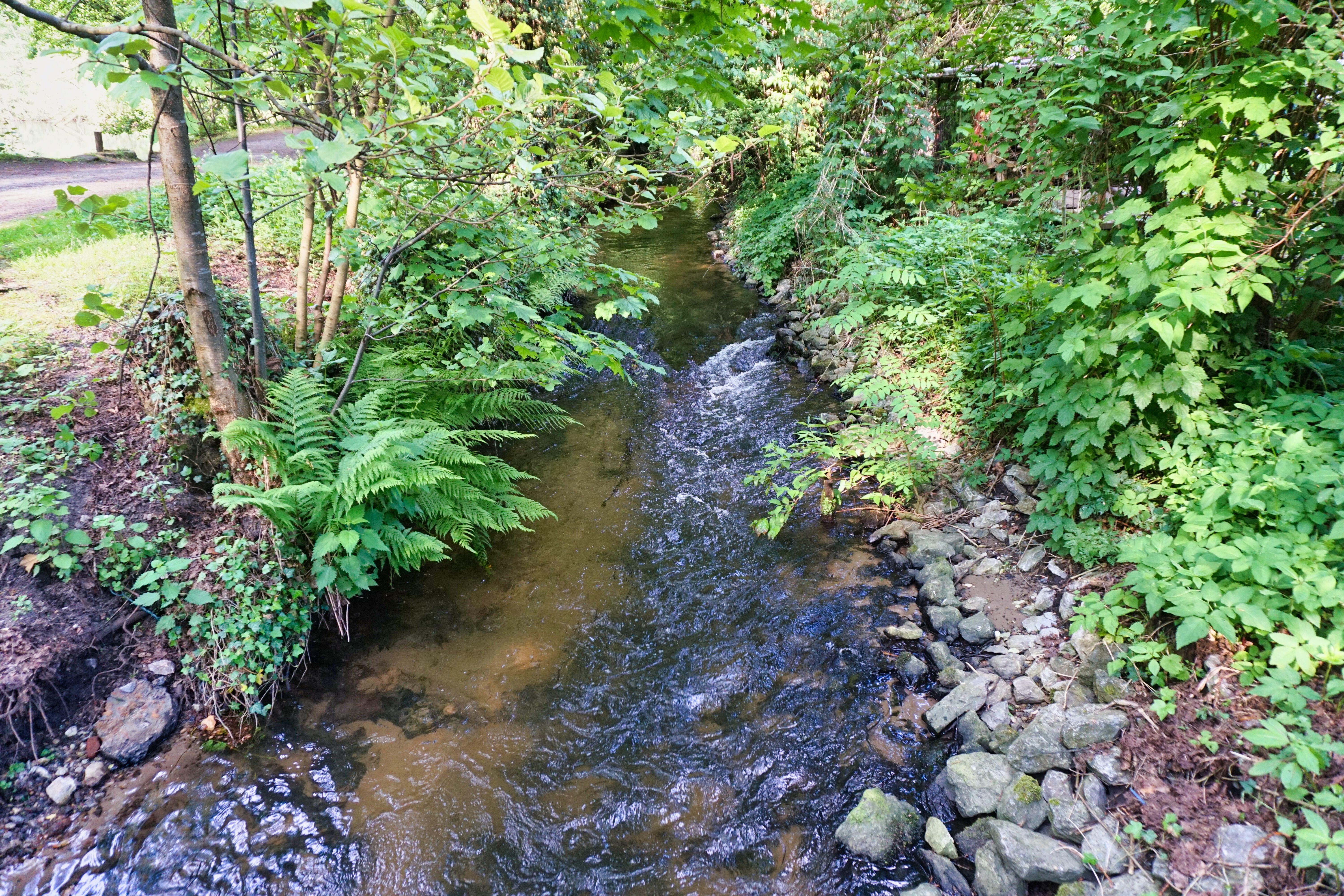 Ölbach Holter Wald