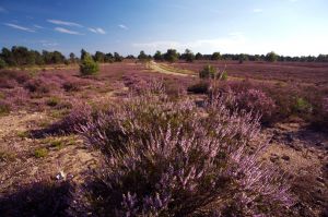 Ab August versinkt die Lüneburger Heide in einem violetten Blütenmeer