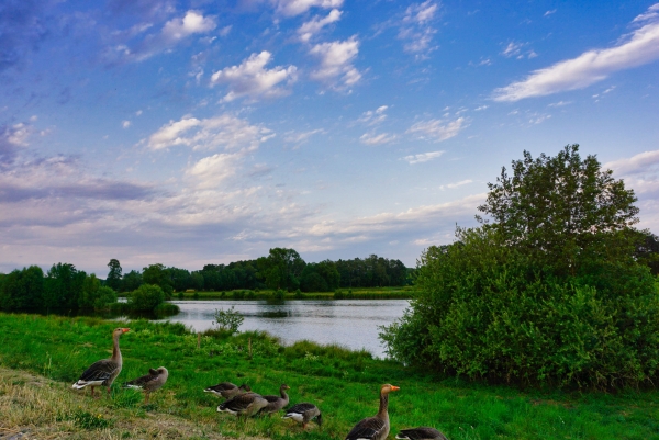 Arktische Wildgänse beim Überwintern am Niederrhein beobachten