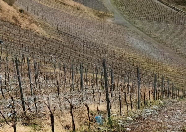 Weinlesezeit an der Deutschen Weinstraße